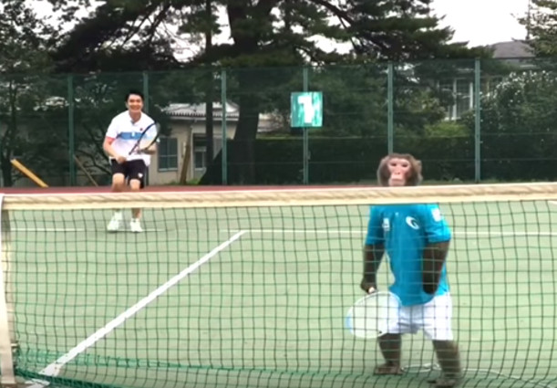 Watch: Best Monkey Tennis Player Ever? 