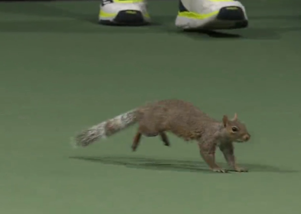 Watch: Squirrel Crashes Court at US Open 